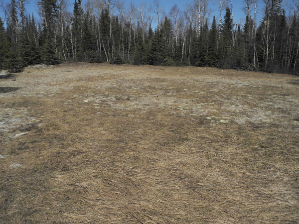 Sulfide rock grows nothing after 30 years on Spruce Rd. near Ely MN