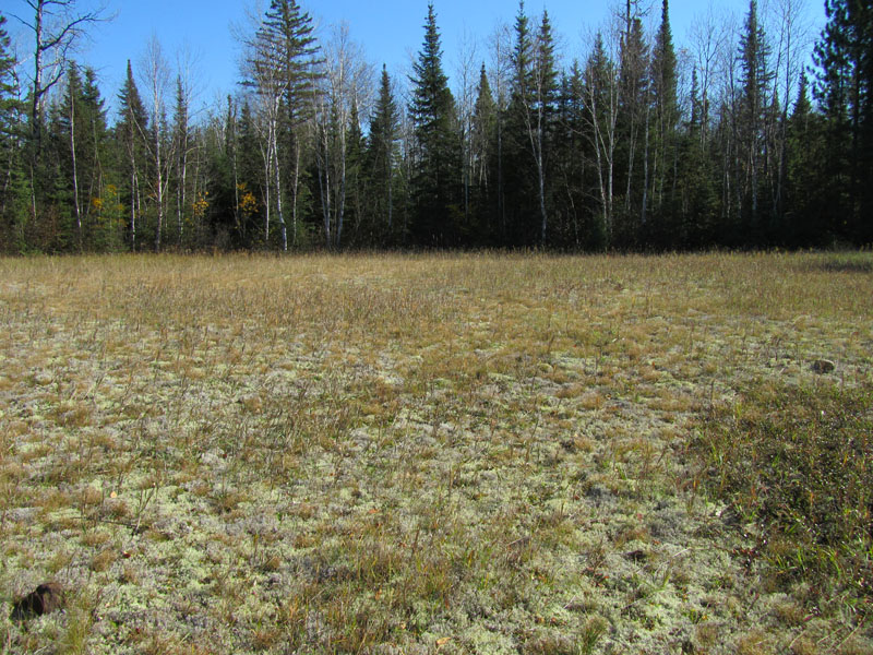 Ely BWCA Spruce Road Mining Exploration Site